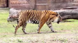 Tiger Pose preview 2