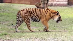Tiger Pose preview 2