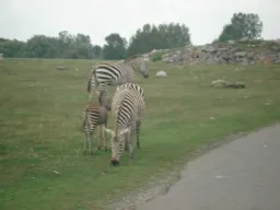 african wildlife preview 4