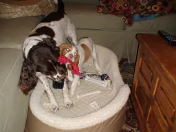Imagenette preview 3