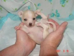 Dog Pose preview 1