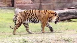 Tiger Pose preview 3