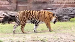 Tiger Pose preview 1