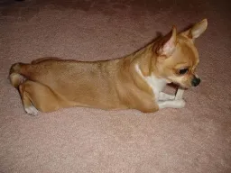 Dog Pose preview 1