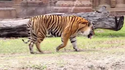 Tiger Pose preview 3