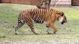 Tiger Pose preview 2