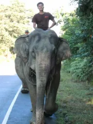 african wildlife preview 2