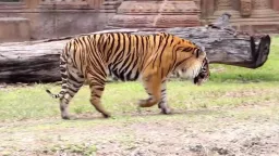 Tiger Pose preview 3