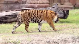 Tiger Pose preview 1