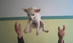 Dog Pose preview 2