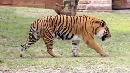 Tiger Pose preview 4
