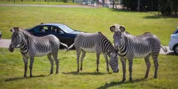 african wildlife preview 4