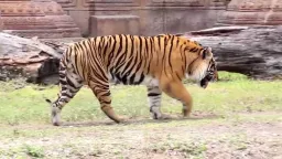 Tiger Pose preview 1