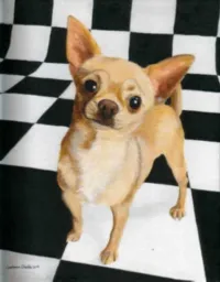 Dog Pose preview 3
