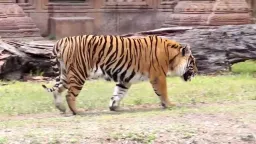 Tiger Pose preview 2