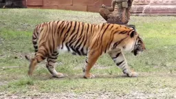 Tiger Pose preview 1