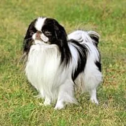 Dog Pose preview 4