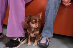 Dog Pose preview 2