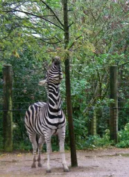 african wildlife preview 1