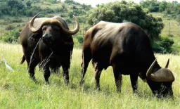 african wildlife preview 2