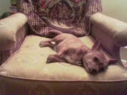 Dog Pose preview 3