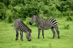 african wildlife preview 1