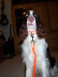 Imagenette preview 3