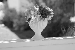 coco8 grayscale preview 1