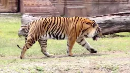 Tiger Pose preview 4