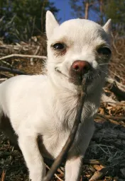 Dog Pose preview 3