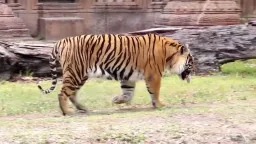 Tiger Pose preview 2