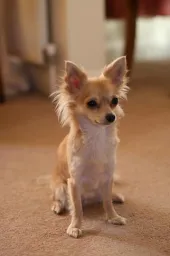Dog Pose preview 4