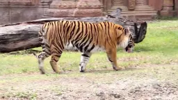 Tiger Pose preview 4