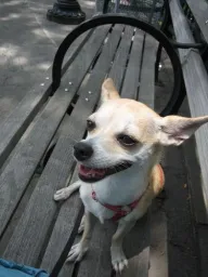 Dog Pose preview 1