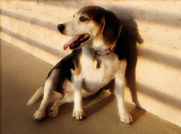 ImageWoof preview 4