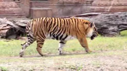 Tiger Pose preview 3