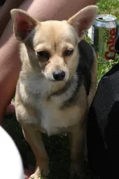 Dog Pose preview 1