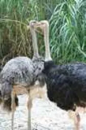 imagenet10 preview 4