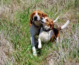 ImageWoof preview 2