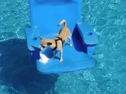 Dog Pose preview 2