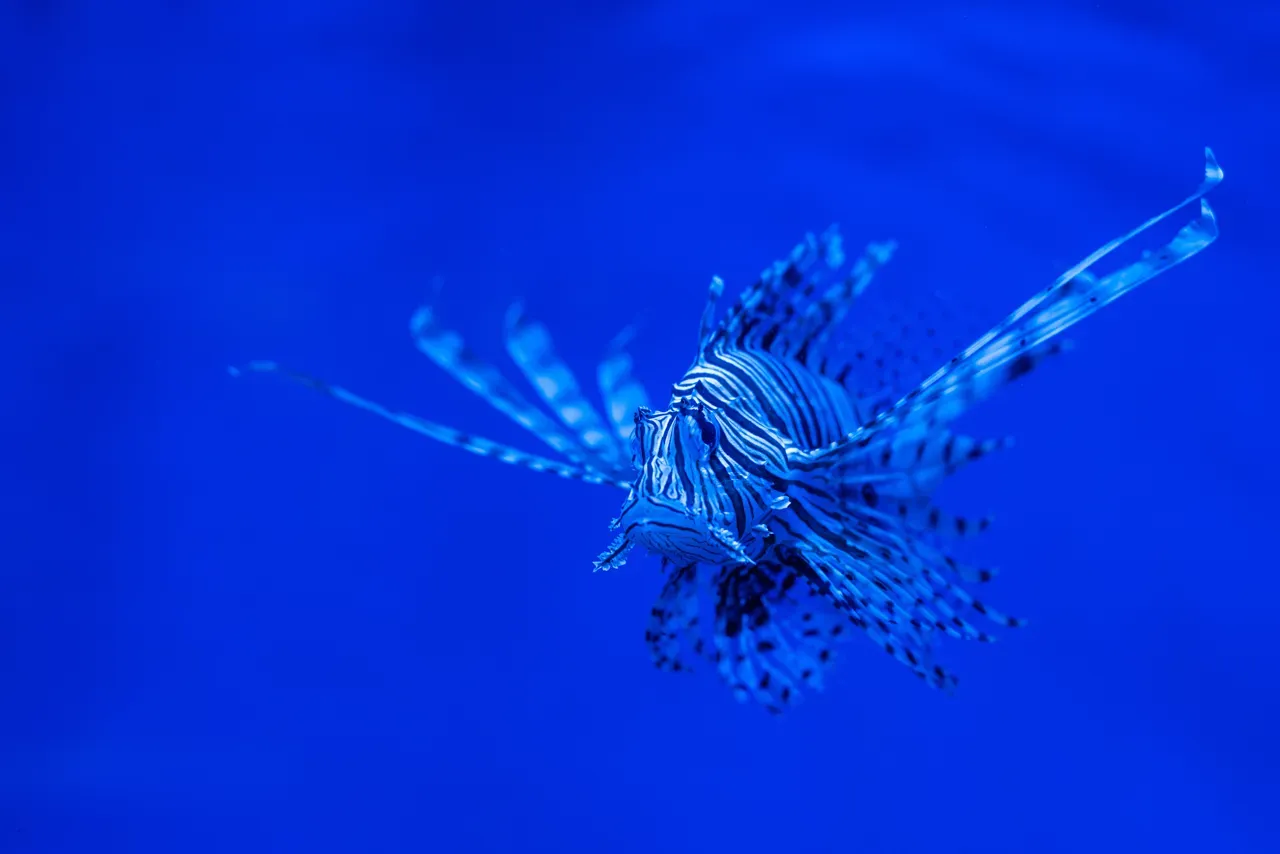 Project Ocean Oasis impulsa la conservación de arrecifes con Ultralytics YOLO