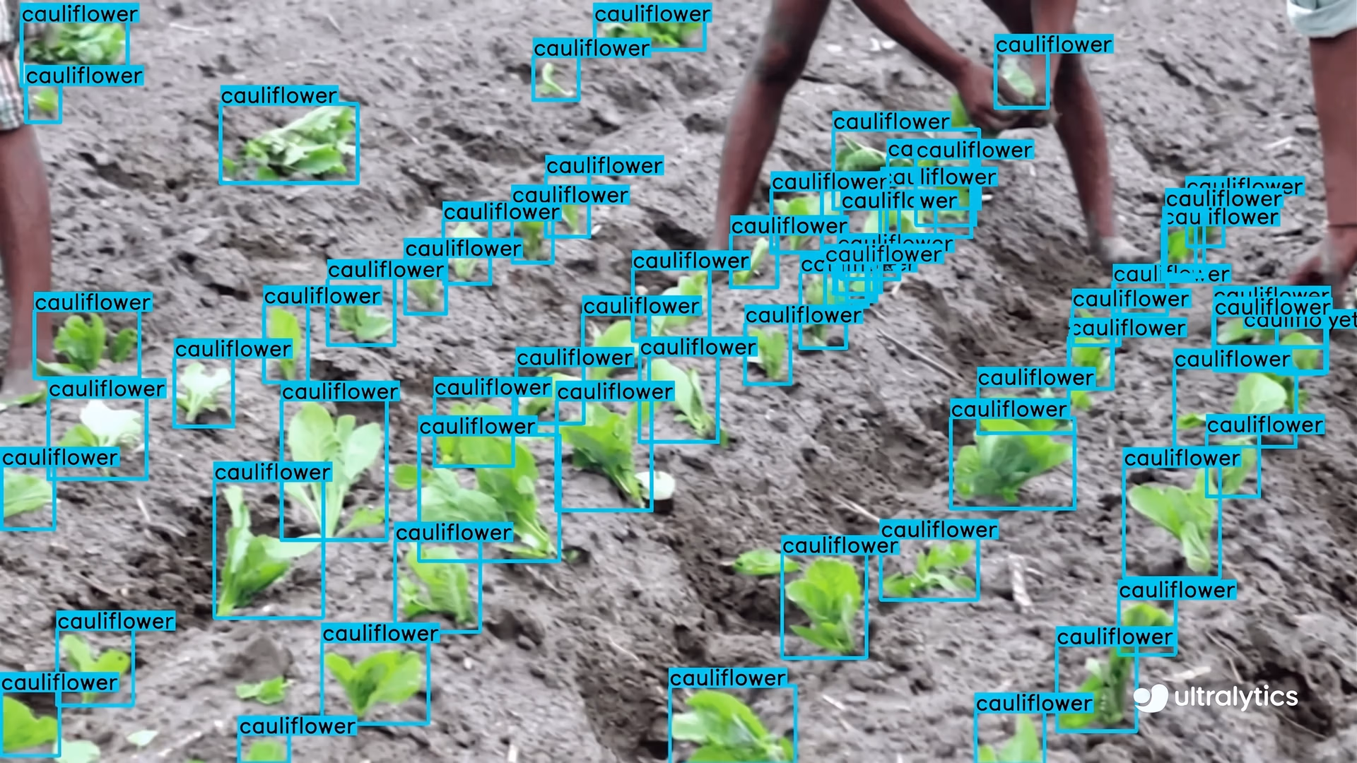 Ultralytics YOLO11 detecting vegetables in a field
