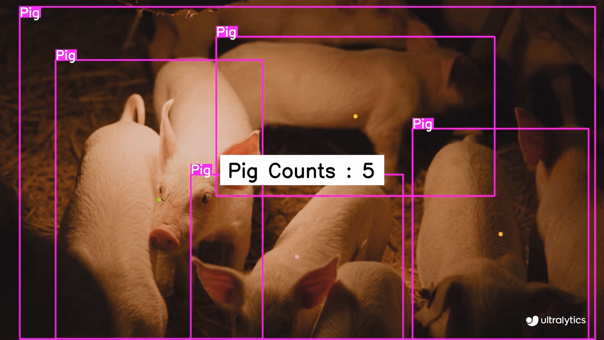 Ultralytics YOLOv8 model counting cattle