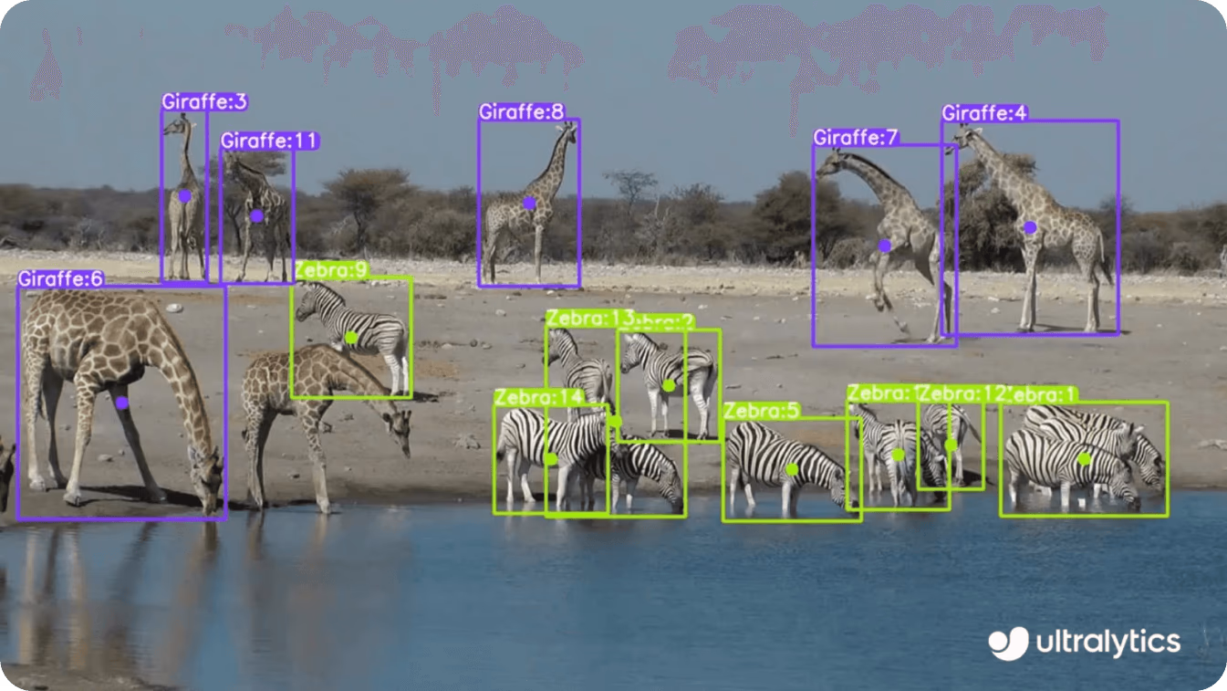 YOLOv8 identifiant des espèces sauvages
