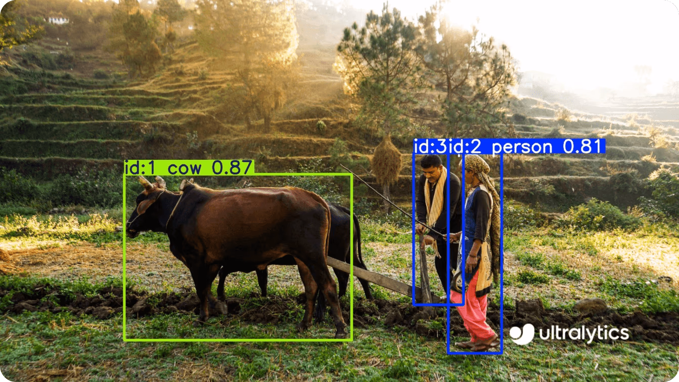 Uso de YOLO11 para realizar el seguimiento de agricultores y una vaca