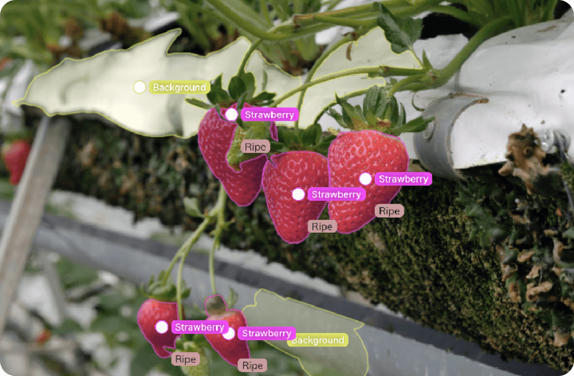 Sistema de visión artificial detectando fresas maduras en el campo