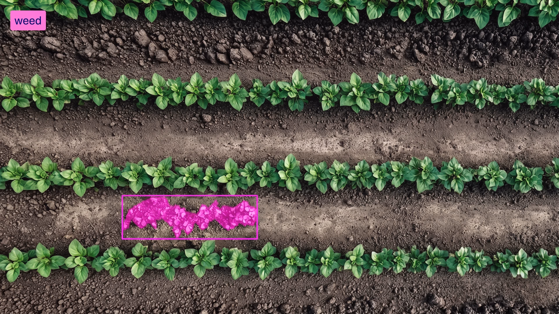 Ultralytics YOLO26 detecting and segmenting weeds among crops