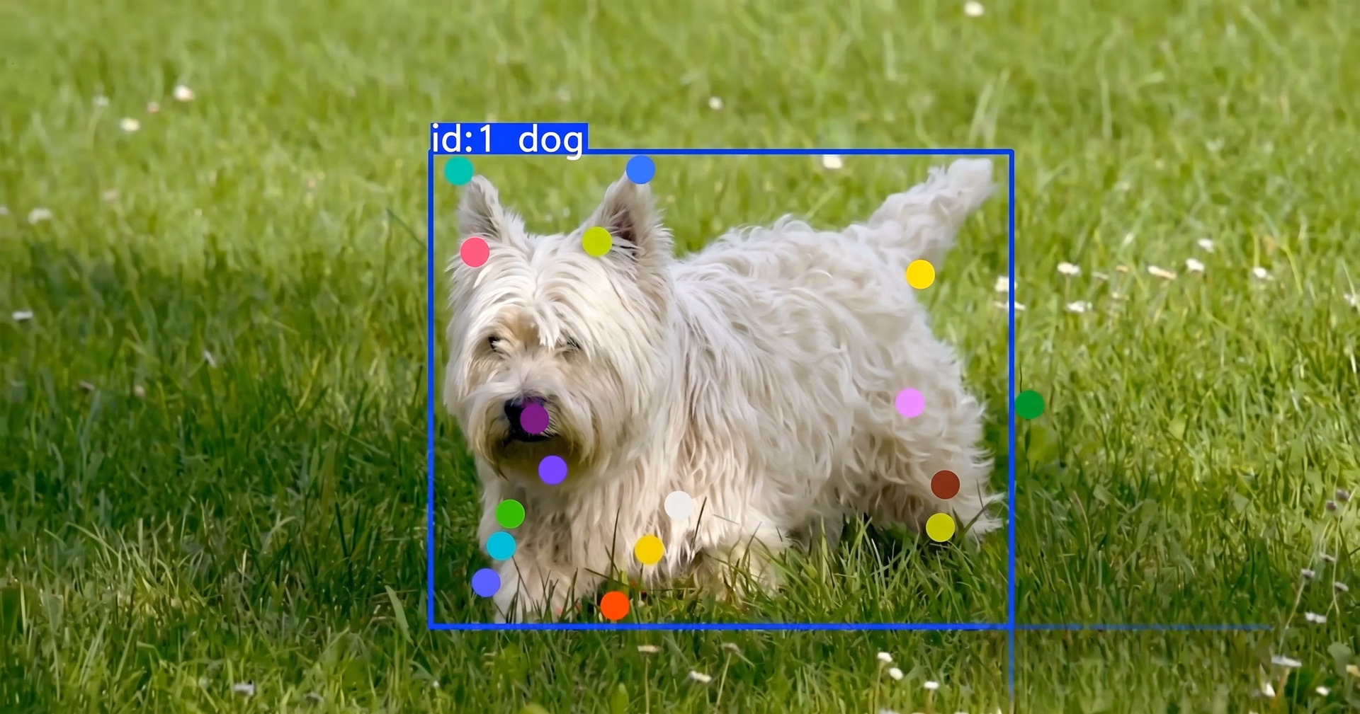 Animal pose estimation using Ultralytics YOLO11