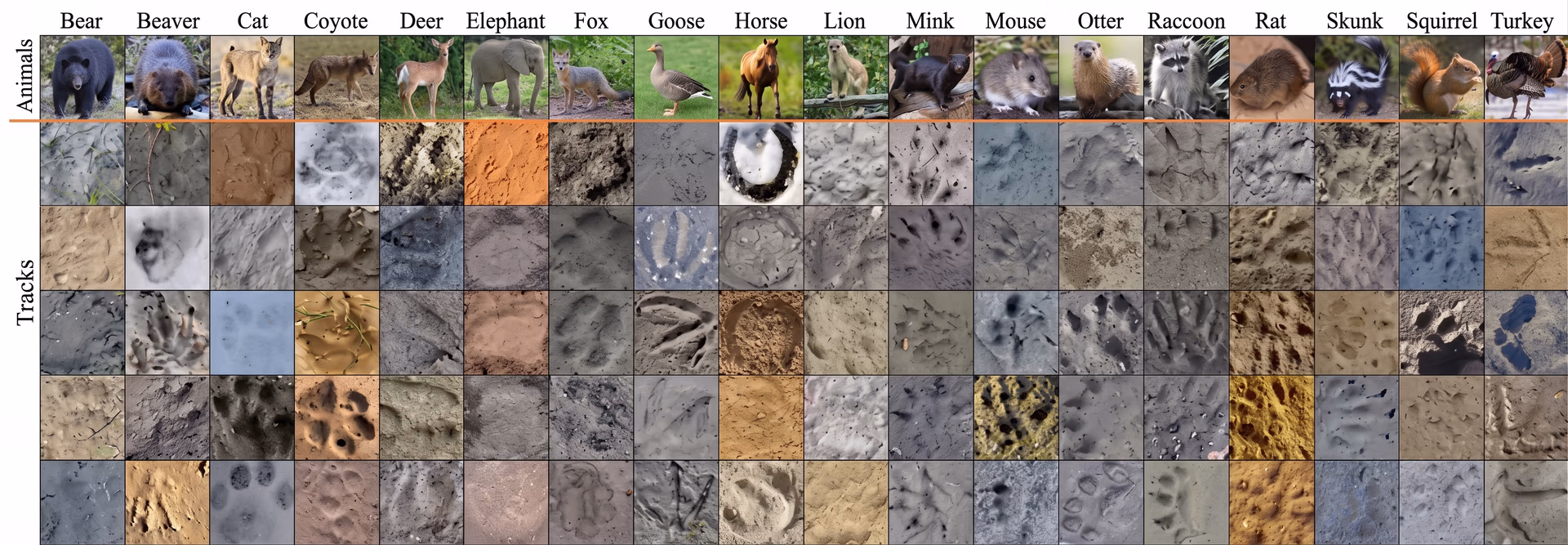 A look at the OpenAnimalTracks dataset