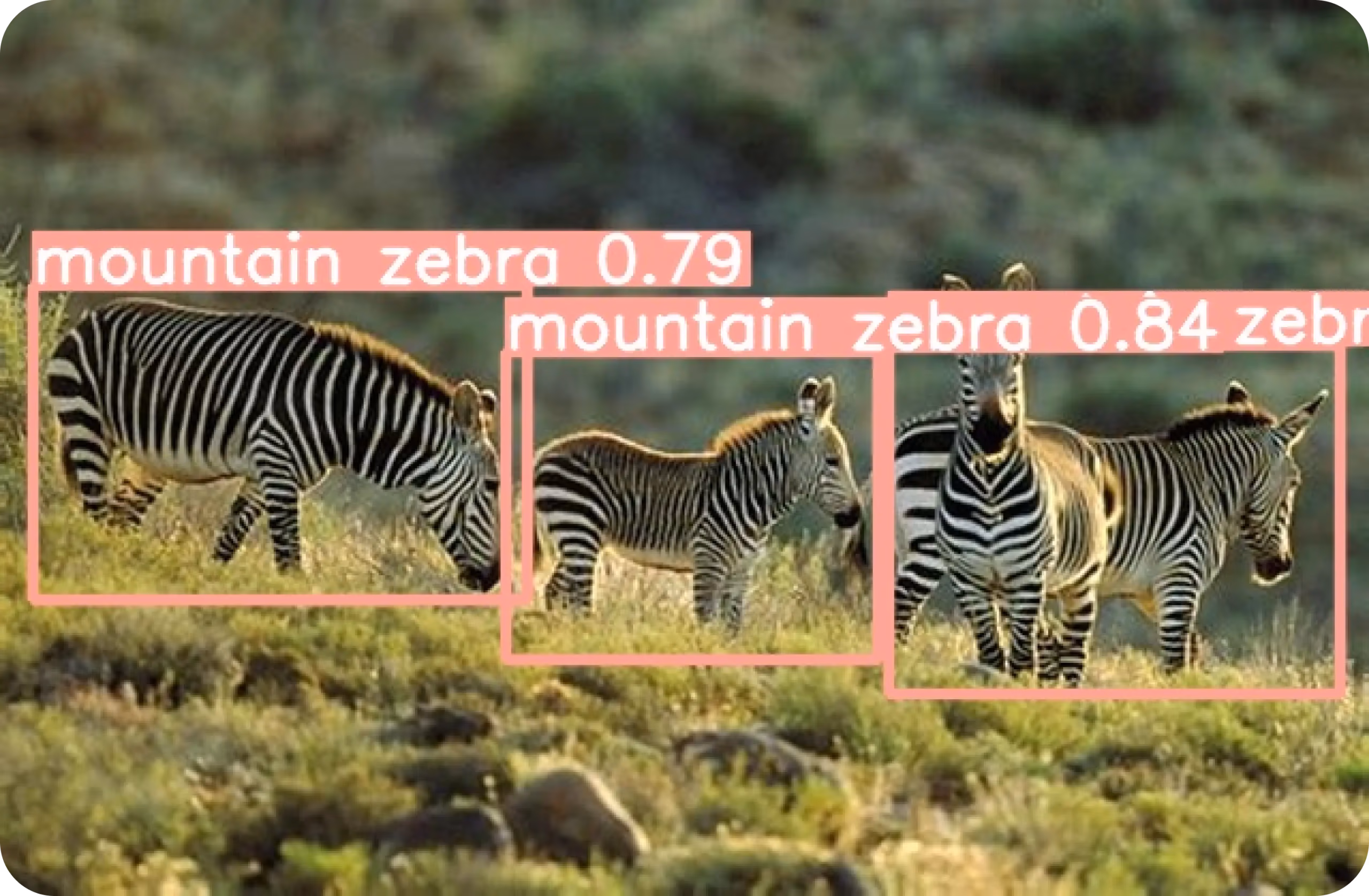 Zèbre de montagne